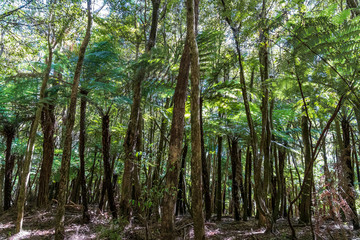 Forest at Mokoroa in New Zealand
