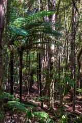 Forest at Mokoroa in New Zealand