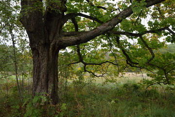 Rosskastanie