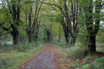 Waldweg im Herbst