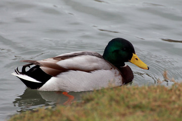 Erpel auf einem See