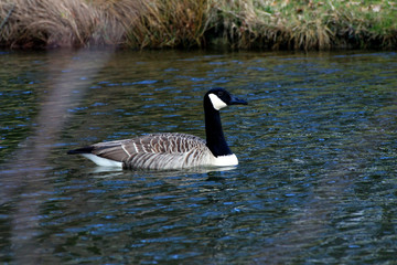 Obraz premium Kanadagans auf einem See