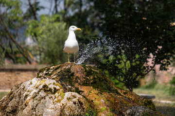 a seagull stands on a fountain and a park in the background