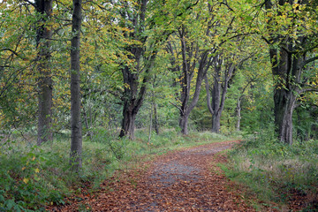 Waldweg im Herbst