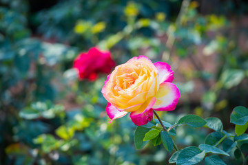 Fototapeta na wymiar Beautiful roses flower in the garden