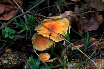 gelber Pilz im Wald