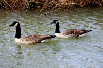 zwei Kanadagänse auf einem Teich