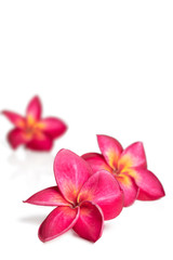 Three deep pink plumeria or frangipani flowers on white background , vertical composition .