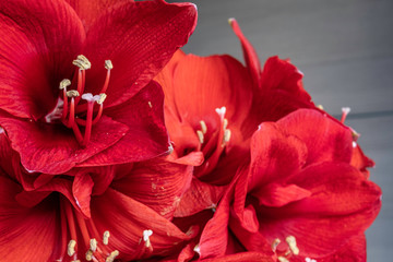 beautiful background of red amaryllis flowers