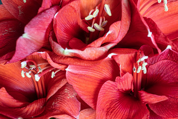 beautiful background of red amaryllis flowers