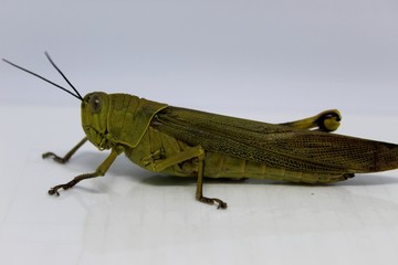 Yellow grasshopper  in the white background 