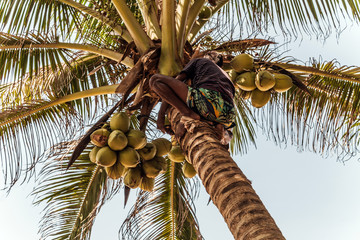 Man Climbing Cocos branch harvester harvests coconut palm tree trunk. Ceylon Coconut plantation Industry. Coconut trees in Sri Lanka