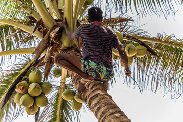 Man Climbing Cocos branch harvester harvests coconut palm tree trunk. Ceylon Coconut plantation Industry. Coconut trees in Sri Lanka - obrazy, fototapety, plakaty