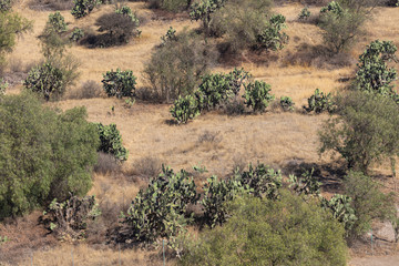 Typical mexican landscape with  cactus