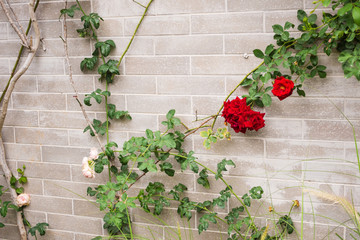 Beautiful climbing rose on vintage gray brick in flower garden