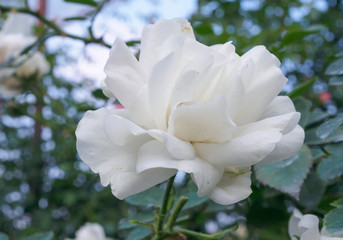 Beautiful white roses flower in the garden