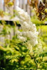 Mountain ash flowering in a flowerbed in a country garden