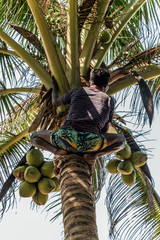 Man Climbing Cocos picker climbs branch harvester harvests coconut palm tree trunk in Sri Lanka