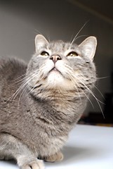 Chat