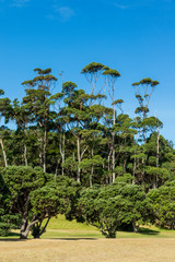 Fototapeta na wymiar Trees near the beach at Okoromai bay in New Zealand