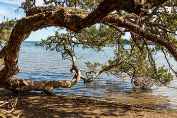 Tree in water at Okoromai bay in New Zealand