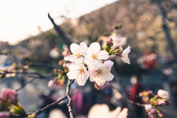 Beautiful cherry blossoms blooming in spring