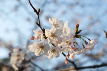 Beautiful cherry blossoms blooming in spring