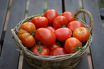 Panier de tomates