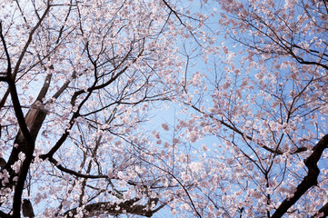 高遠小彼岸桜と青空2