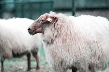 A large portrait of a white sheep on green grass against the background of a corral fence looks to the left and there is an empty place for text