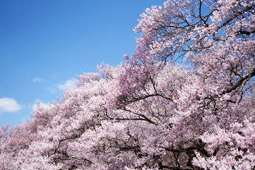 高遠小彼岸桜と青空5