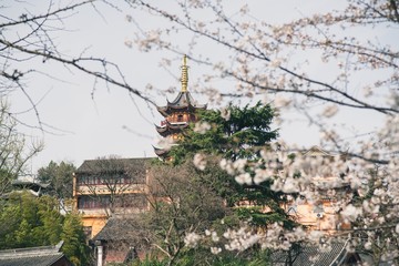 Beautiful cherry blossoms blooming in spring and Jiming temple in Nanjing city