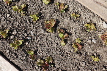 A row of lettuce, just planted in the nearby organic farm