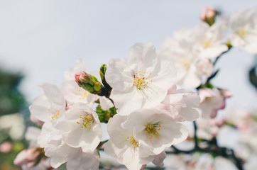 Beautiful cherry blossoms blooming in spring