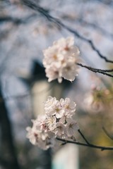 Beautiful cherry blossoms blooming in spring