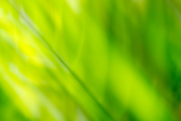 Beautiful soft green background, abstract blurred plant design