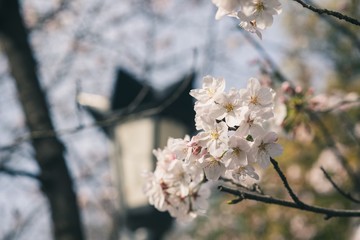 Beautiful cherry blossoms blooming in spring