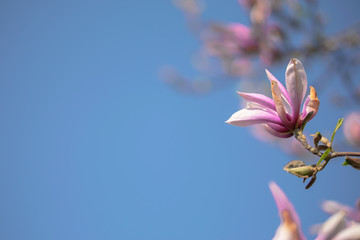 Nahaufnahme von einer Magnolienblüte mit blauen Himmel im Hintergrund und Platzhalter