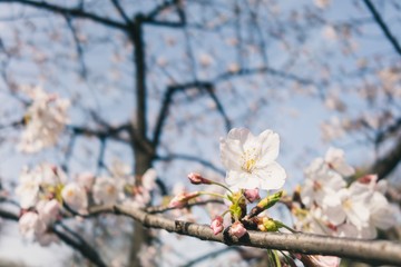 Obraz premium Beautiful cherry blossoms blooming in spring