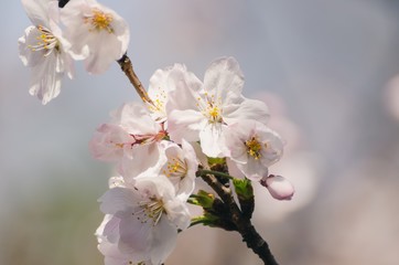 Beautiful cherry blossoms blooming in spring