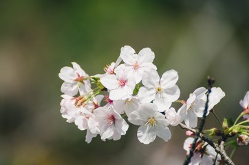 Beautiful cherry blossoms blooming in spring