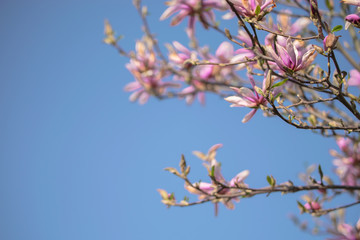 Nahaufnahme von einer Magnolienblüte mit blauen Himmel im Hintergrund und Platzhalter