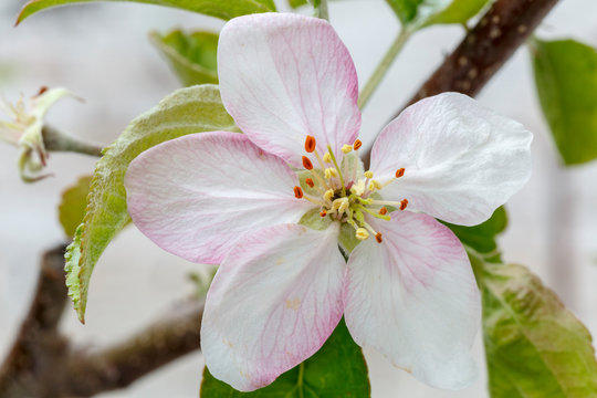 Detalle de la flor del manzano, árbol frutal. Malus domestica.