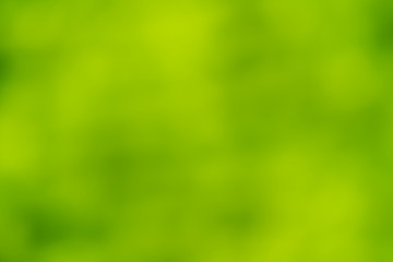 Plakat Beautiful soft green background, abstract blurred plant design