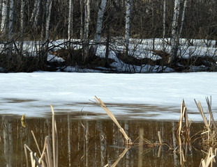 
frozen swamp and dry grass grows from it