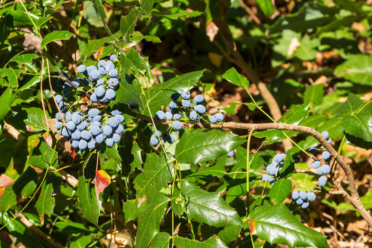Stechpalmenblte-Bilder: Stock-Fotos & -Videos. | Adobe Stock