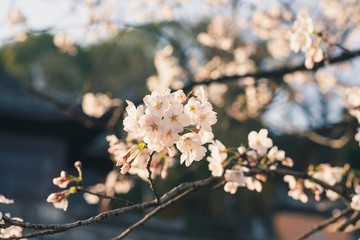 Beautiful cherry blossoms blooming in spring