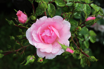 Pink Rose flower with raindrops. Rose flower close-up. Can be used in design, for printing postcards, covers, for web greetings.
