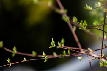 A tree with green leaves coming to life after winter