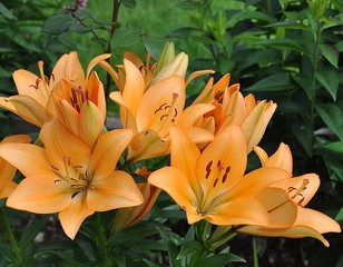 Lilien im Garten © Jutta Adam